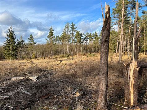 Wälder sind Lebensgrundlage Sie brauchen unsere Hilfe