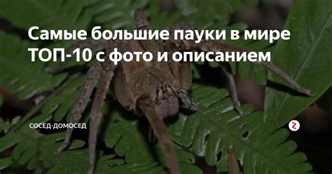 Самые большие пауки в мире ТОП-10 с фото и описанием | Сосед-Домосед | Дзен