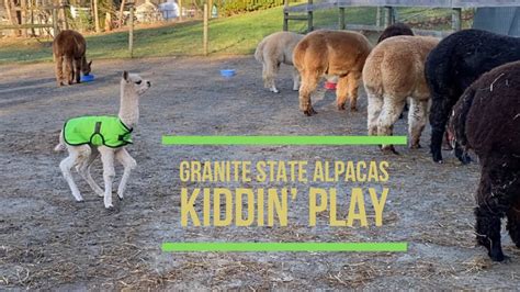 Granite State Alpacas Kiddin Play YouTube