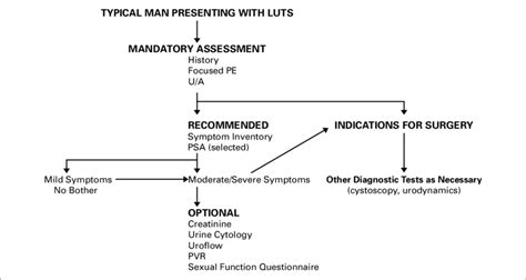 Diagnostic Algorithm Luts Lower Urinary Tract Symptoms Pe