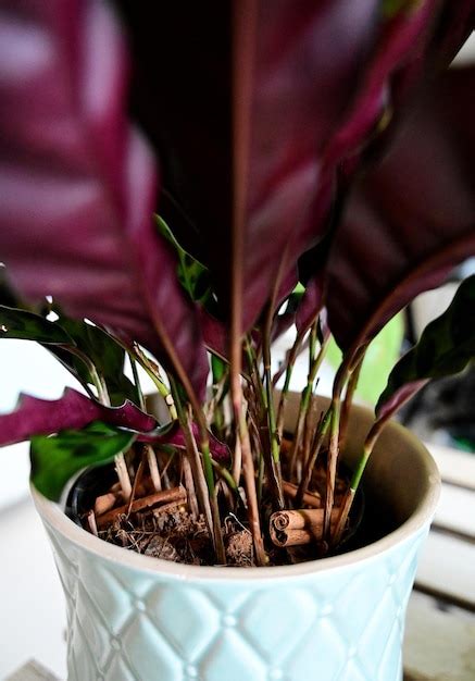 Premium Photo Close Up Of Hand Holding Potted Plant