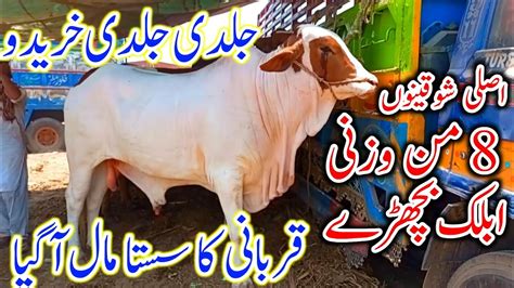 Multan Mandi Latest Update Today Routine Janwar Mandi Update Cow