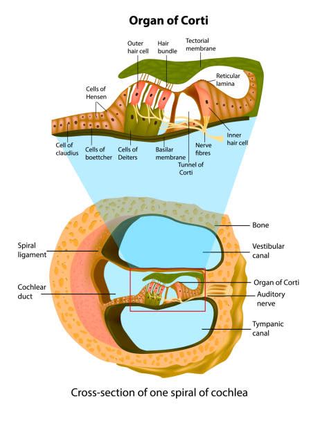 Organ Of Corti Anatomy