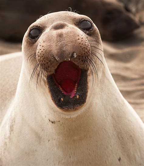 Female Northern Elephant Seal Mirounga Angustirostris Photograph By