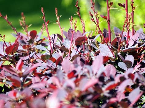 Purple Berberis Thunbergii Stock Photo Image Of Branch 53955900