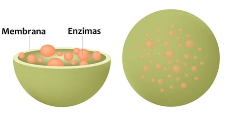 Lisosomas Qué Son Funciones Estructura Y Características