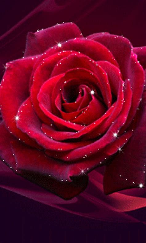 Download Animated red rose with white - Rose day wallpapers Hd ...