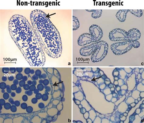 Transverse Sections Of Nearly Mature Anthers From A Transgenic