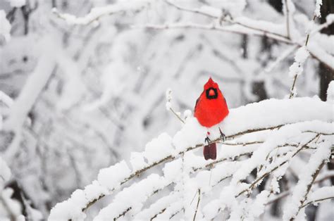 Cardinals in Snow Wallpaper - WallpaperSafari