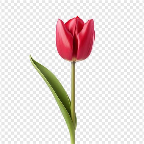 Free PSD Tulip Flower Png Isolated On Transparent Background