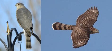 SCORES & OUTDOORS: Was it a Sharp-shinned hawk or a Cooper’s hawk? Hard to tell - The Town Line ...