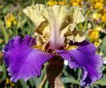 Subtle Beauty Tall Bearded Iris Nola S Iris Gardens