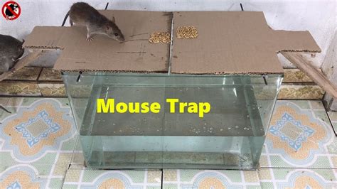 Papper Mouse Trap How To Make A Mouse Trap Homemade Easy Saving A Lot