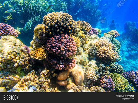 Coral Reef Red Sea Ras Image And Photo Free Trial Bigstock