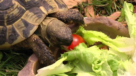 Tartaruga Che Mangia L Insalata Turtle Eating Salad Youtube