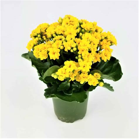 KALANCHOE PLANT- 4" POT - Wholesale Bulk Flowers - Cascade Floral