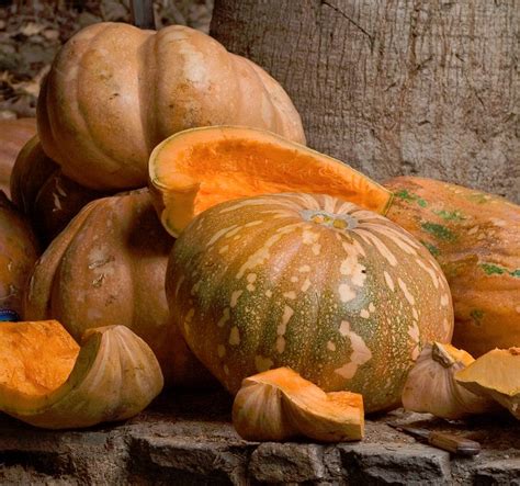 Mexican Calabaza Pumpkin Squash Cucurbita Moschata 15 Seeds