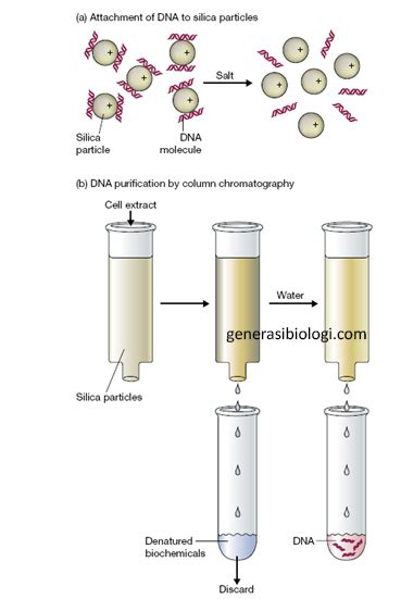 Prinsip Metode Dan Teknik Isolasi Dna Generasi Biologi