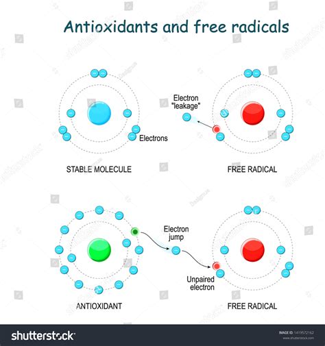 Antioxidants Free Radicals Free Radicals React Stock Vector (Royalty