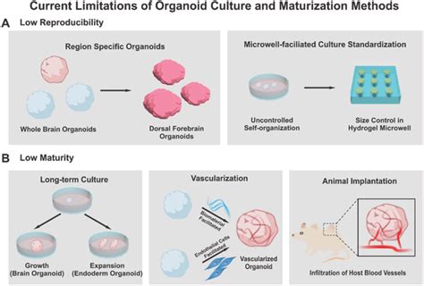 Limitations And Improvement Of Traditional Organoid Culture Methods A