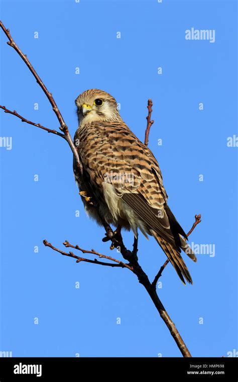 Common Kestrel Falco Tinnunculus Female Hunting From A High Vantage