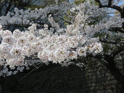 Pink Star Flowering Cherry Tree | Best Flower Site