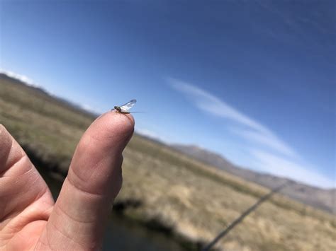 MAMMOTH LAKES FLY FISHING