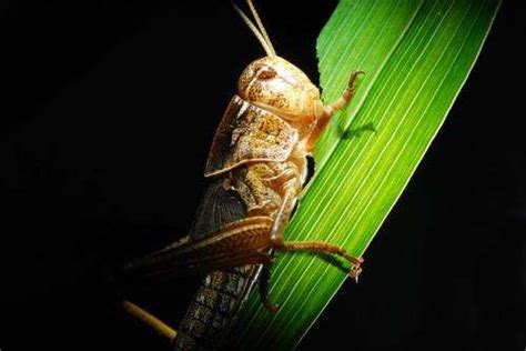 Locusts harness the sun to get their optimum diet