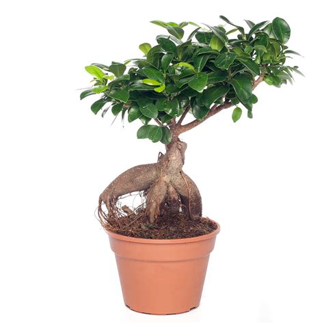 Chinese Vijg Ficus Microcarpa Ginseng D 17 H 40 Cm Vijgen Ficus