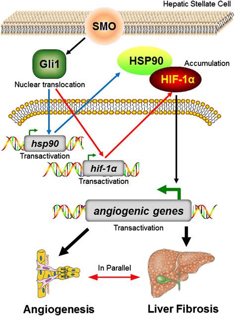 Canonical Hedgehog Signalling Regulates Hepatic Stellate Cell‐mediated