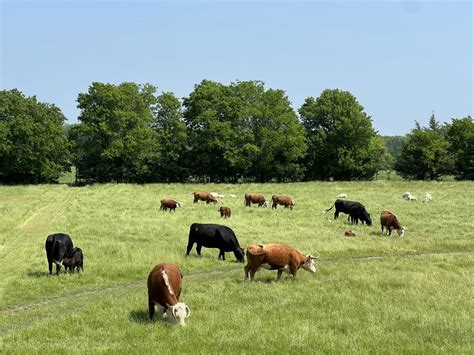 chickenfield farm chickenfield farm