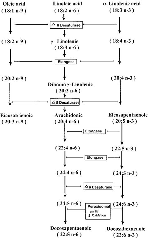 Metabolic Transformation Of Essential Fatty Acids Efa To Form