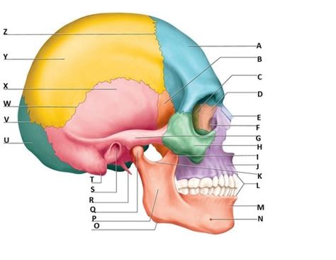 Skull Bones Lateral View Flashcards Quizlet