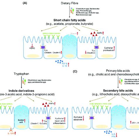 Schematic Summary Of The Regulation Of The Intestinal Epithelium By The Download Scientific