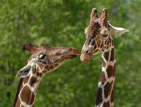 Top 60 Giraffes Kissing Stock Photos, Pictures, and Images - iStock