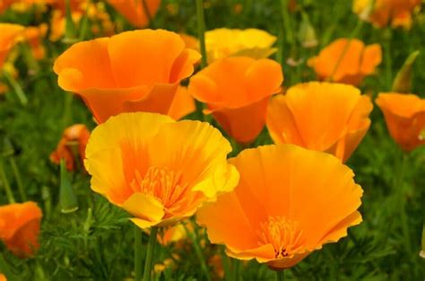 The Meaning And Symbolism Of California Poppies Petal Republic