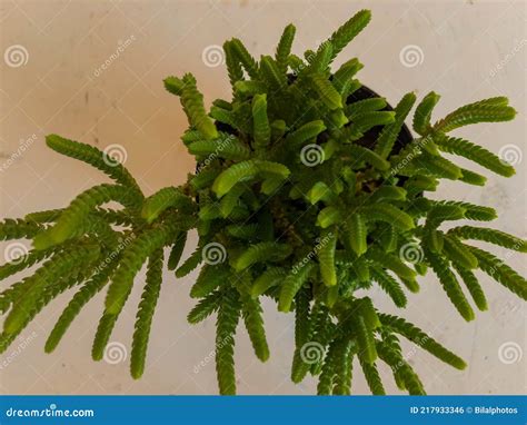 Crassula Muscosa Princess Pine Clubmoss Crassula Zipper Plant