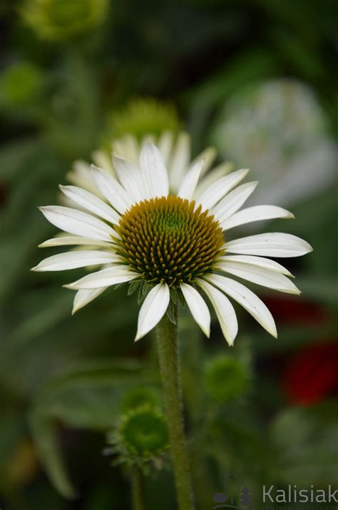 Echinacea Purpurea Kismet White Je Wka Purpurowa