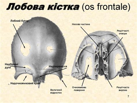 Кістки лицевого і мозкового відділу черепа - презентация онлайн