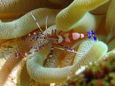 An Orange And White Sea Snake With Its Head On Top Of Another One S Ear