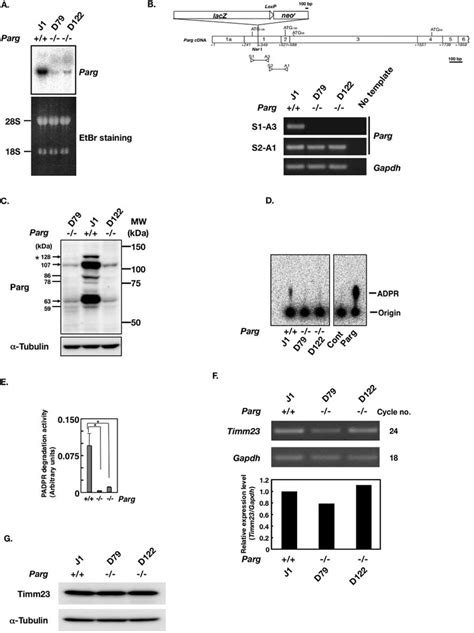 A Northern Blot Analysis Thirty G Of Total Rna Isolated From Es