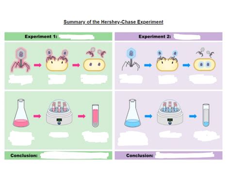 Summary of Hershey-Chase Experiment Quiz