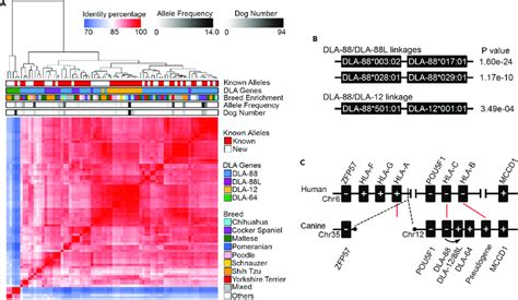 Dla And Dla L Alleles Cluster With Dla Alleles A The