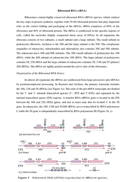 The Organization and Functions of Ribosomal RNA: A Key Component of Protein Synthesis | PDF ...