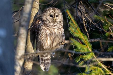 Audubon Society Of Rhode Island Invites Night Owls On Nighttime Nature Walks Abc6