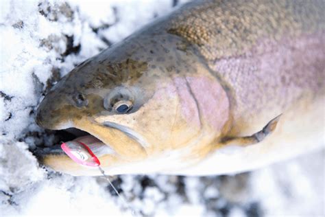 Ice Fishing Rainbow Trout Sale Dakora Co