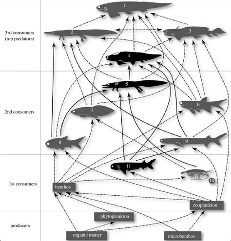 Generalized Early Permian Food Web Of Lake Humberg Based On Indirect