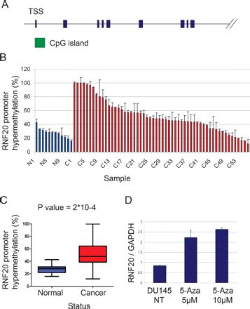 The Histone H2B Specific Ubiquitin Ligase RNF20 HBRE1 Acts As A