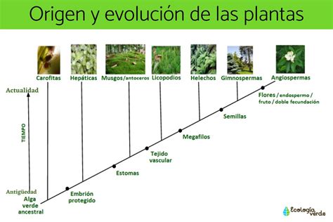 ᐈ ¿cuándo Aparecieron Las Primeras Plantas Vasculares ️ Quiero Plantas