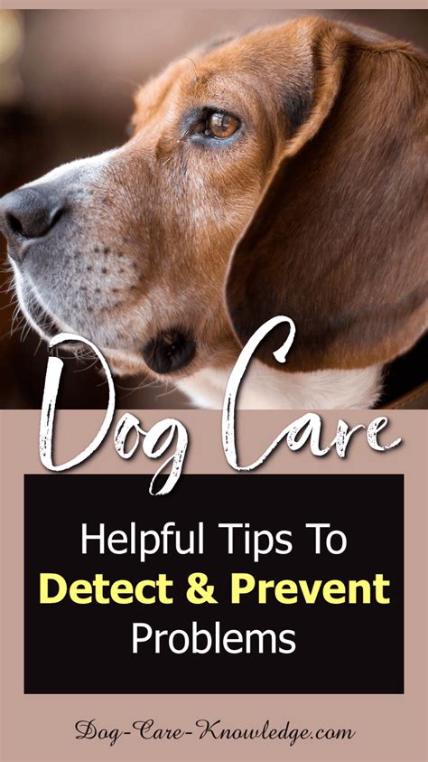 Dog Care Tips To Detect and Prevent Problems